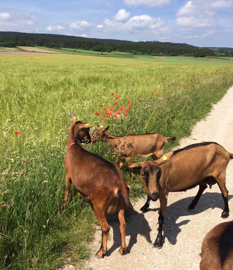 Ziegenwanderung