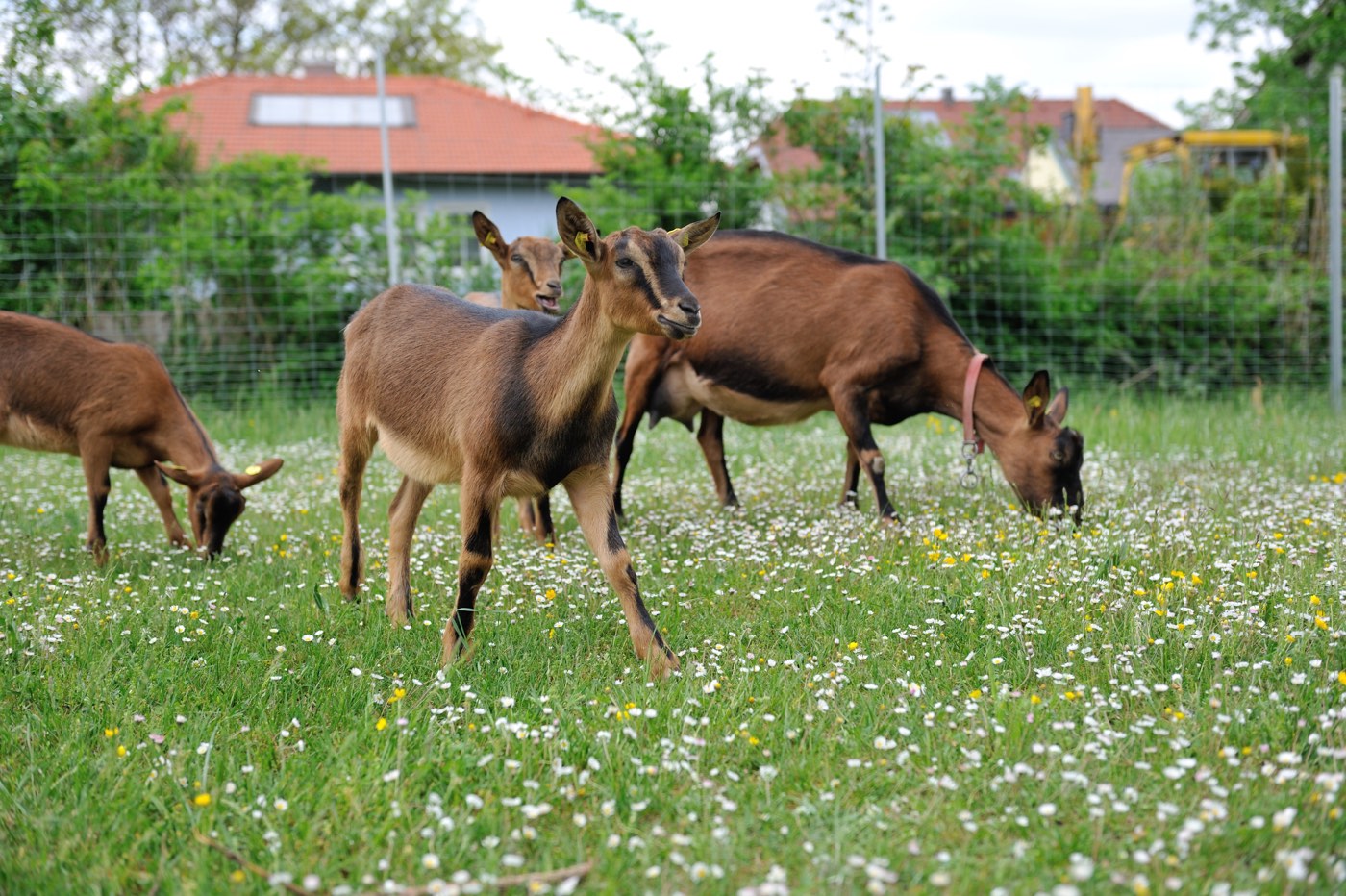 Ziegen